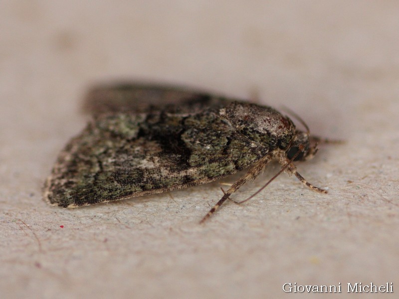 Noctuidae da ID